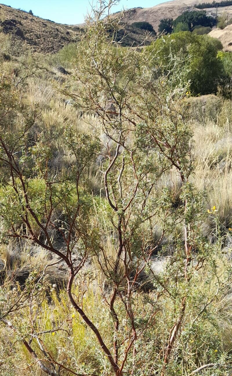 Adesmia obovata habit