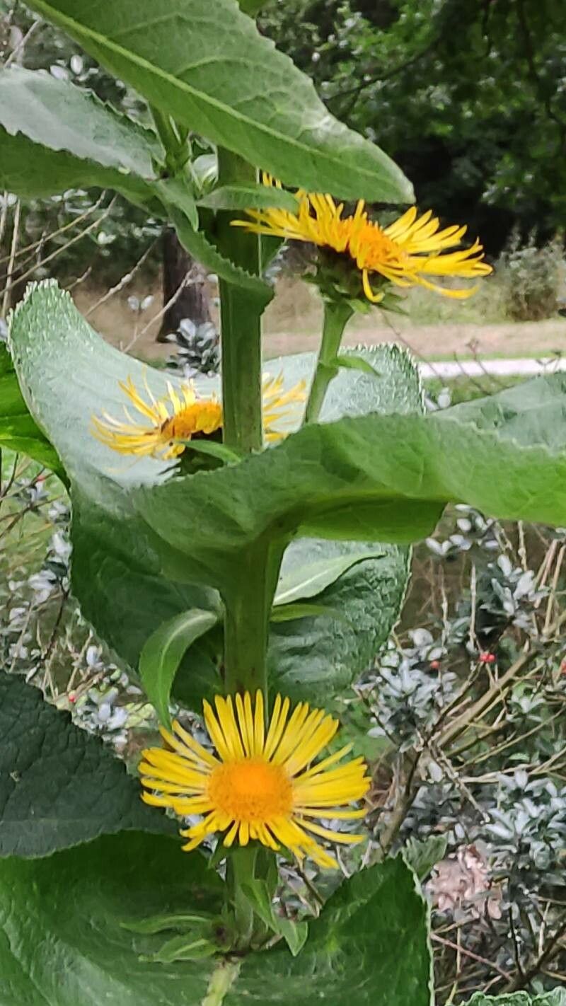 Inula racemosa flower