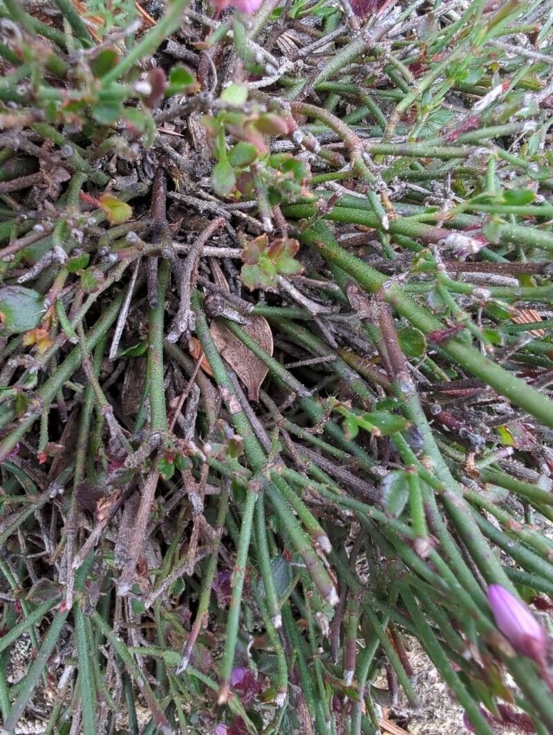 Tetratheca ciliata — houseplant care guide