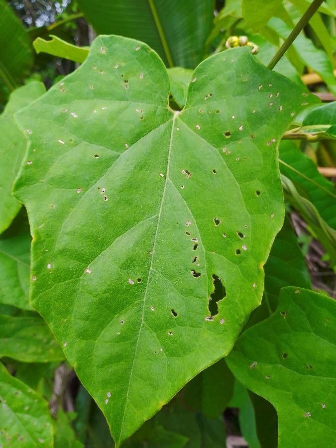 Stigmaphyllon ellipticum leaf