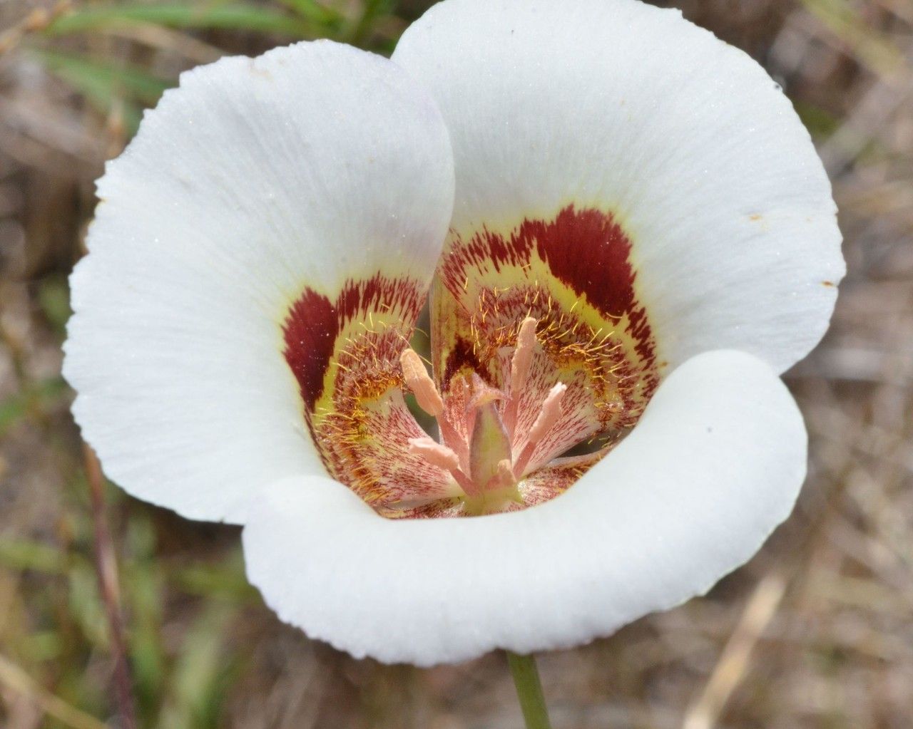 Calochortus vestae flower