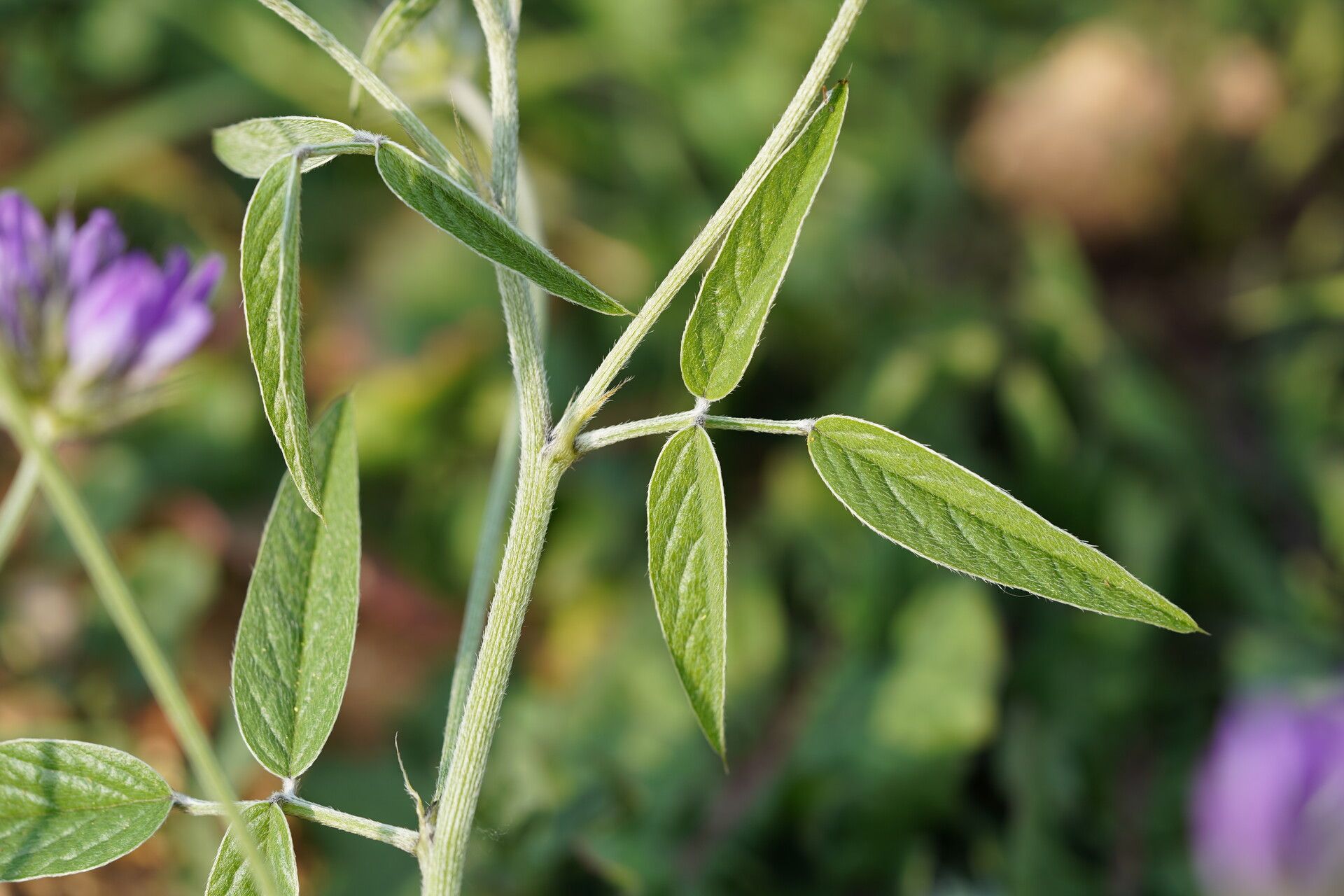 Bituminaria plumosa — related species from the same genus