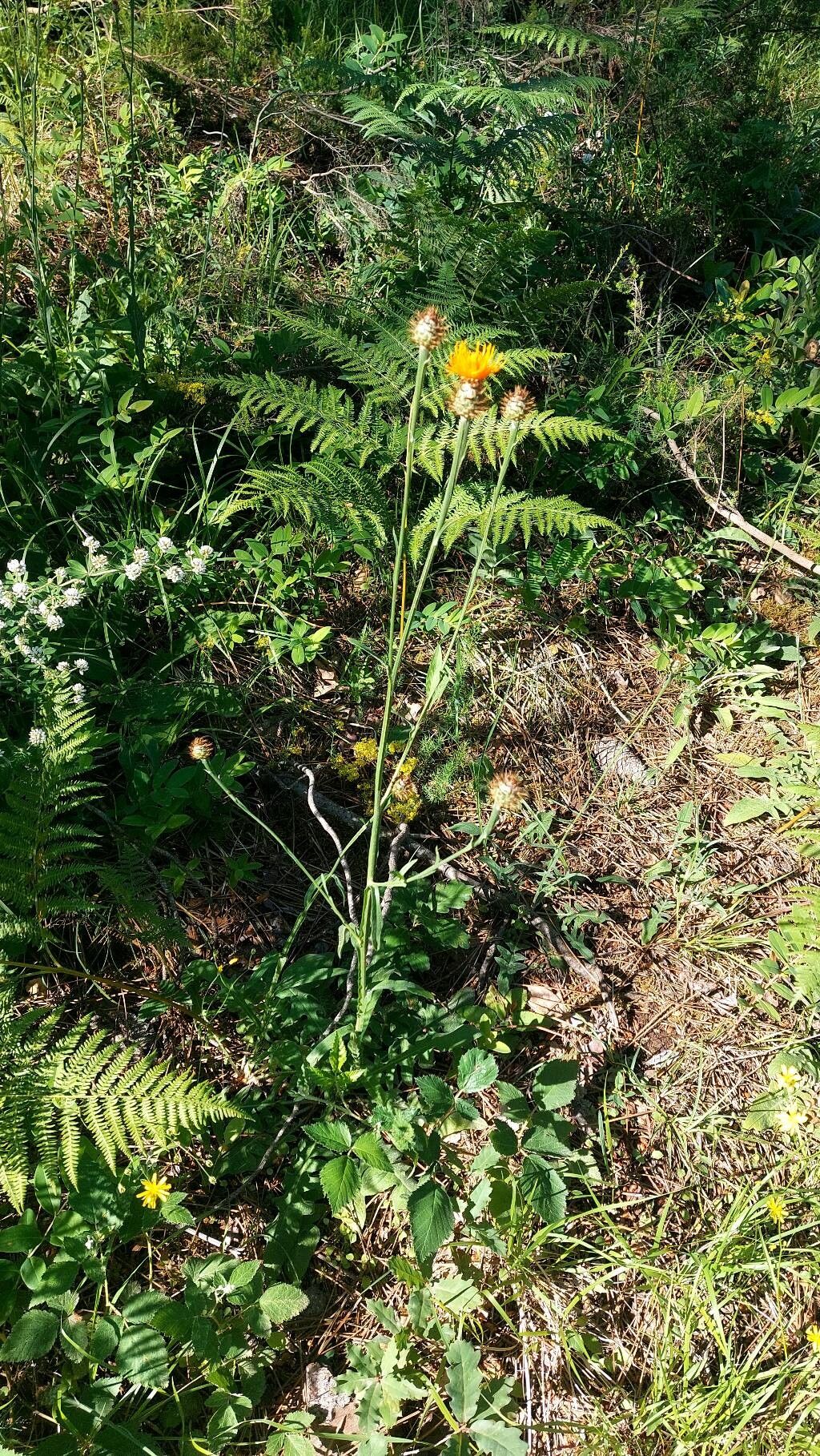Centaurea hermannii habit