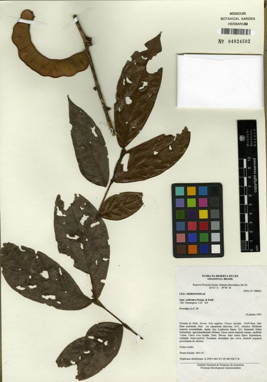 Inga umbratica — houseplant care guide