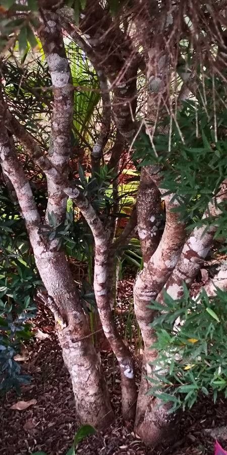 Syzygium grijsii bark