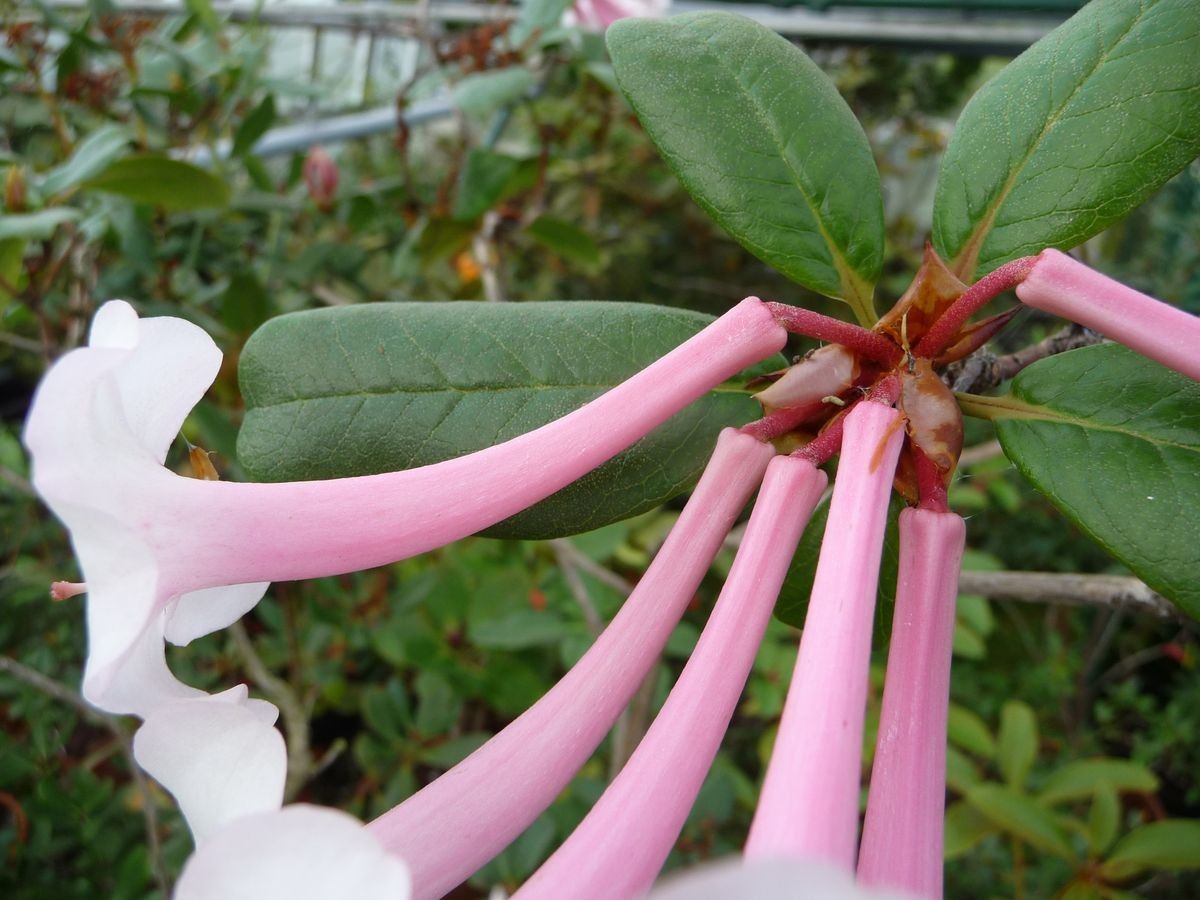 Rhododendron armitii flower
