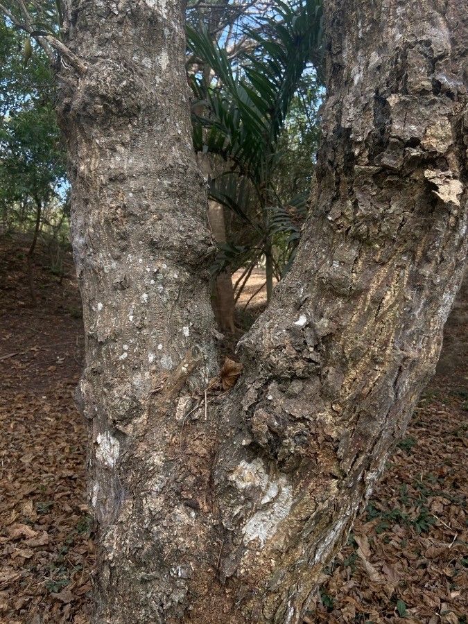 Croton talaeporos bark