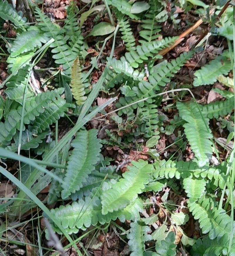 Blechnum microphyllum habit