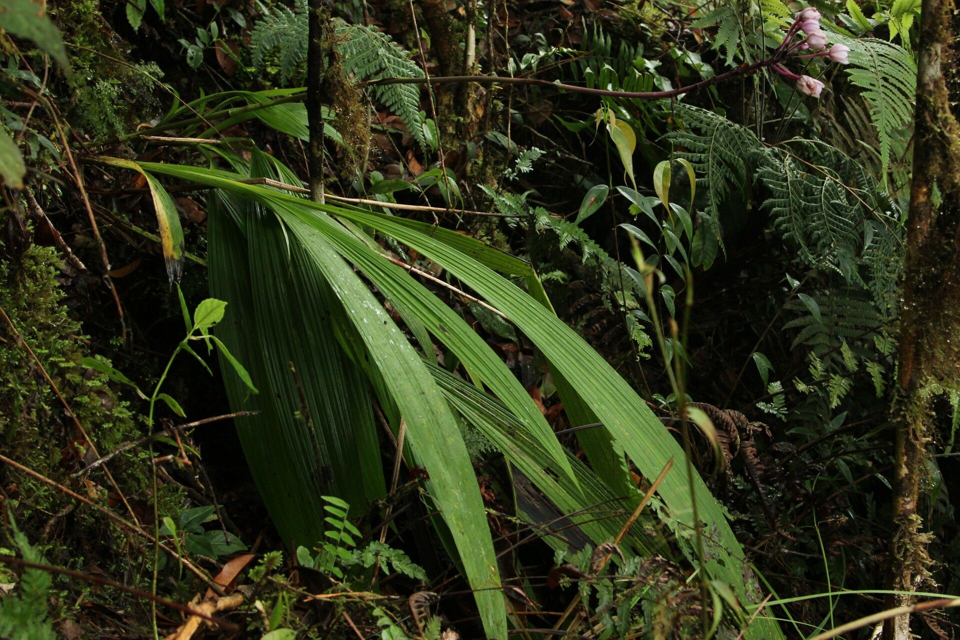 Spathoglottis parviflora habit