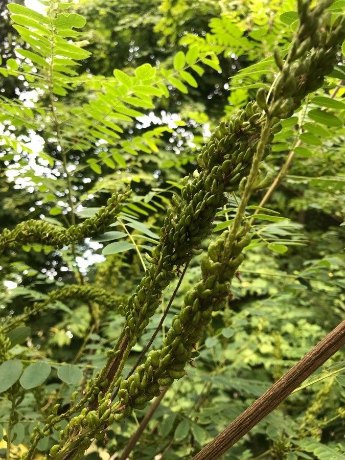 Amorpha canescens fruit
