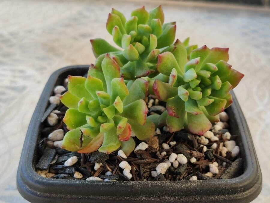 Sedum cuspidatum leaf