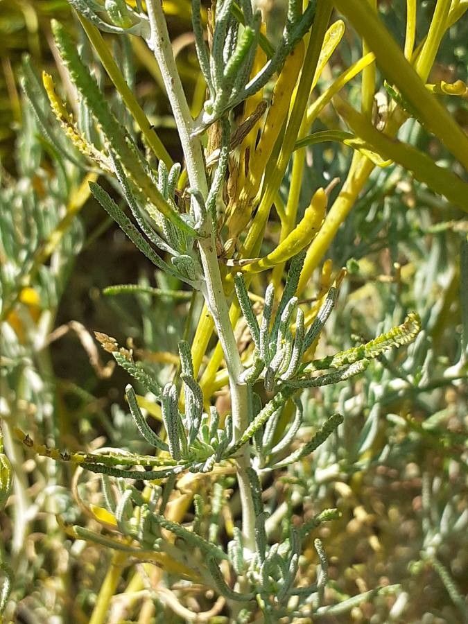 Santolina oblongifolia — search result for 'Santolina'