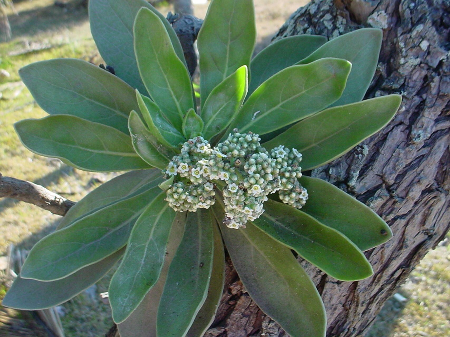Argusia argentea habit