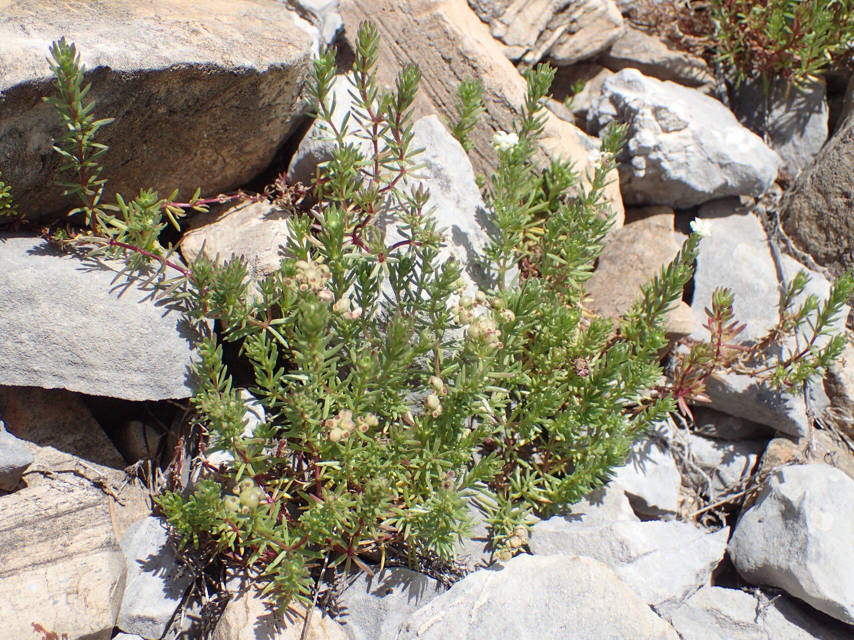 Galium saxosum habit