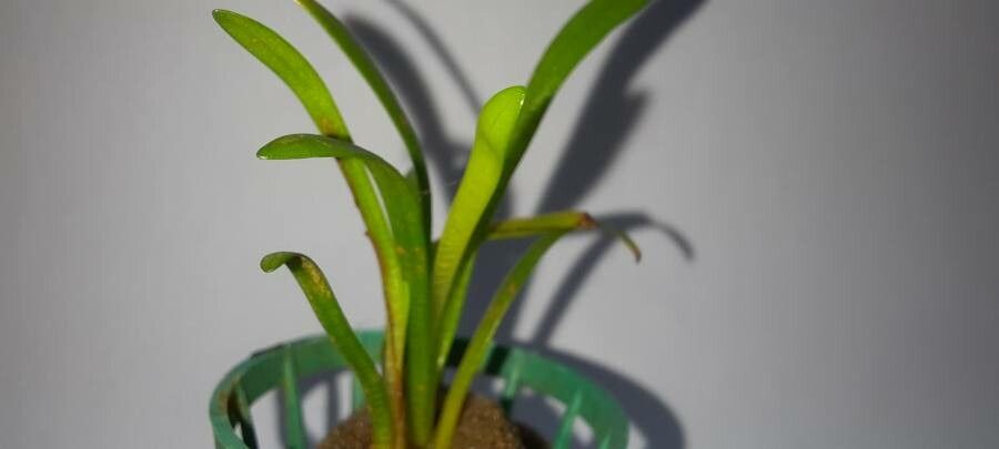 Sagittaria subulata leaf