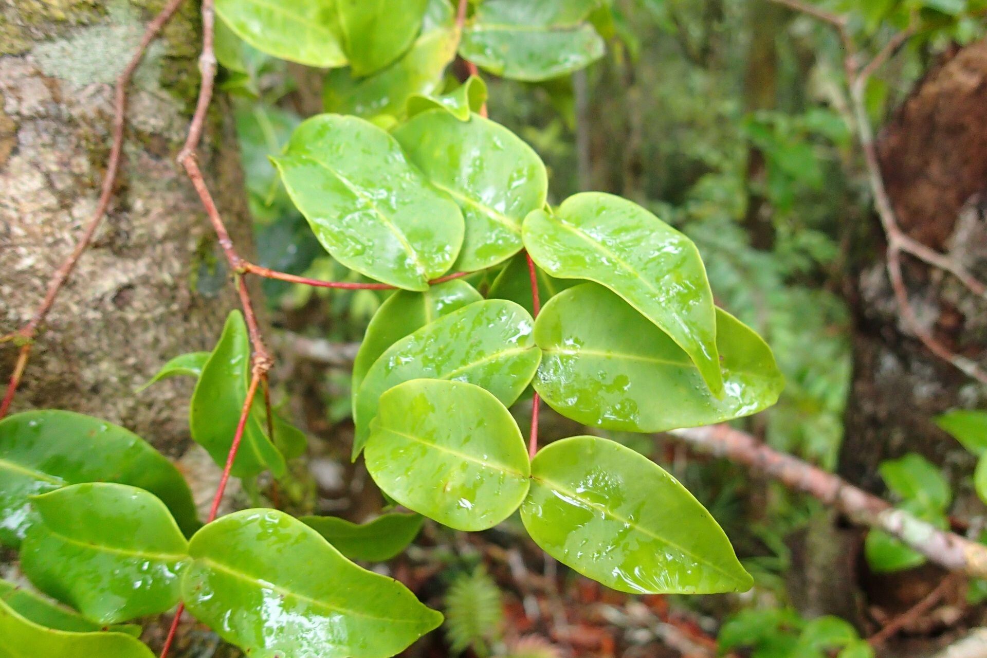 Syzygium capillaceum leaf