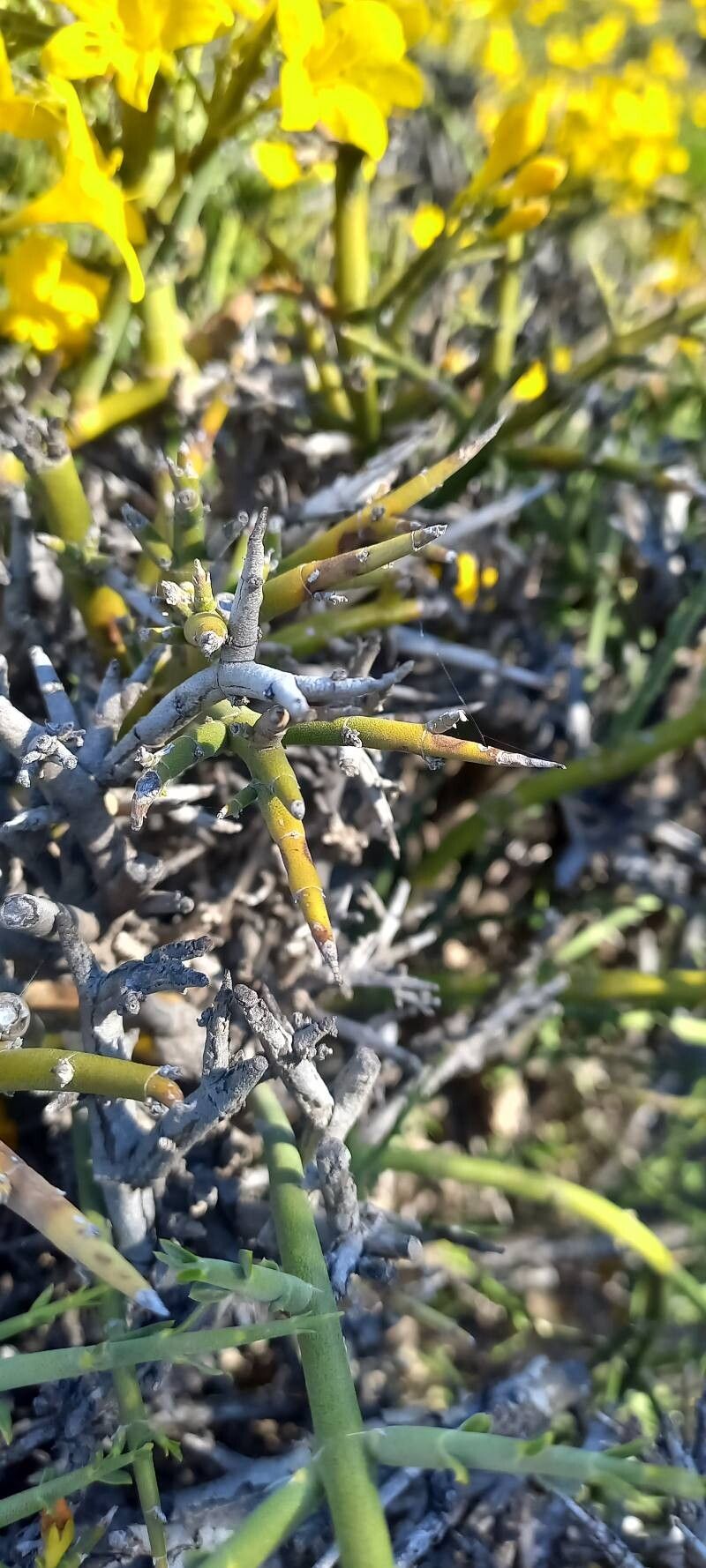 Menodora robusta bark