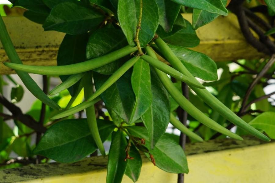 Jasminum mesnyi fruit