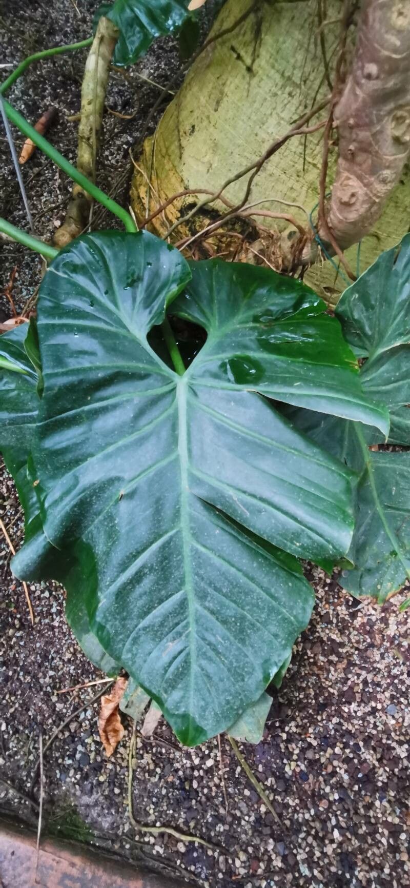 Philodendron grandifolium — houseplant care guide