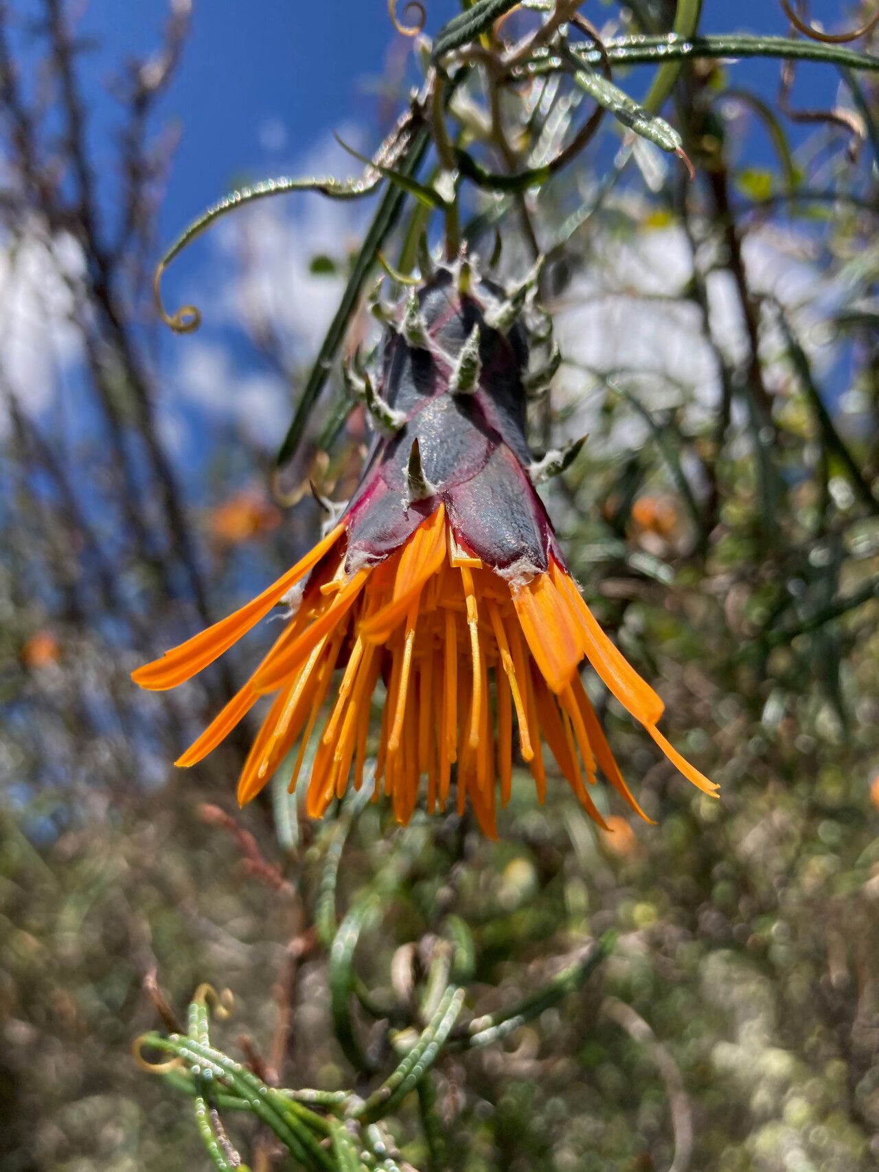 Mutisia mathewsii flower