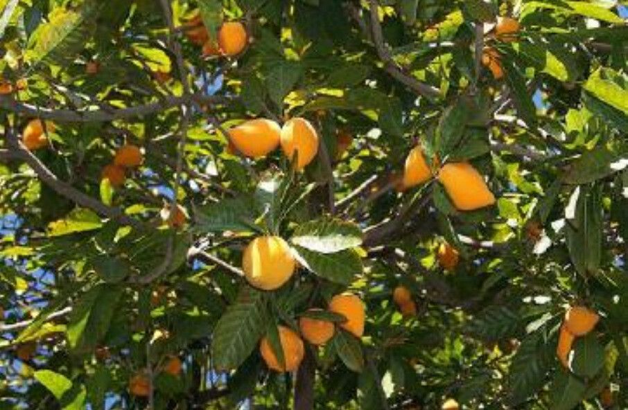 Pouteria durlandii flower