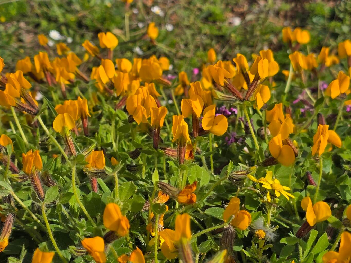 Lotus biflorus flower