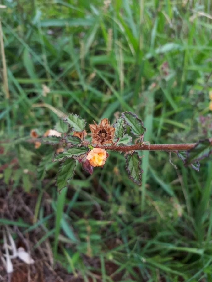 Sida cordifolia fruit