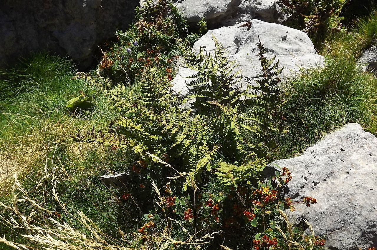 Dryopteris submontana habit