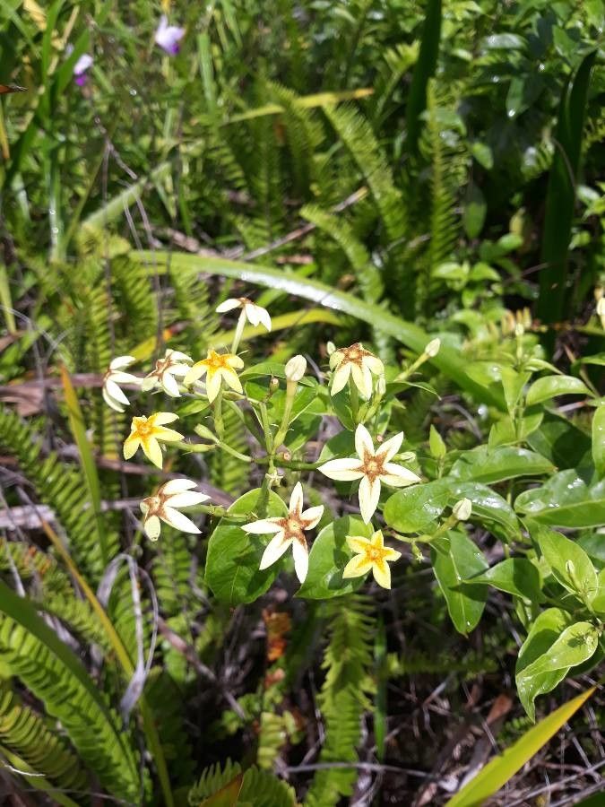 Mussaenda arcuata flower