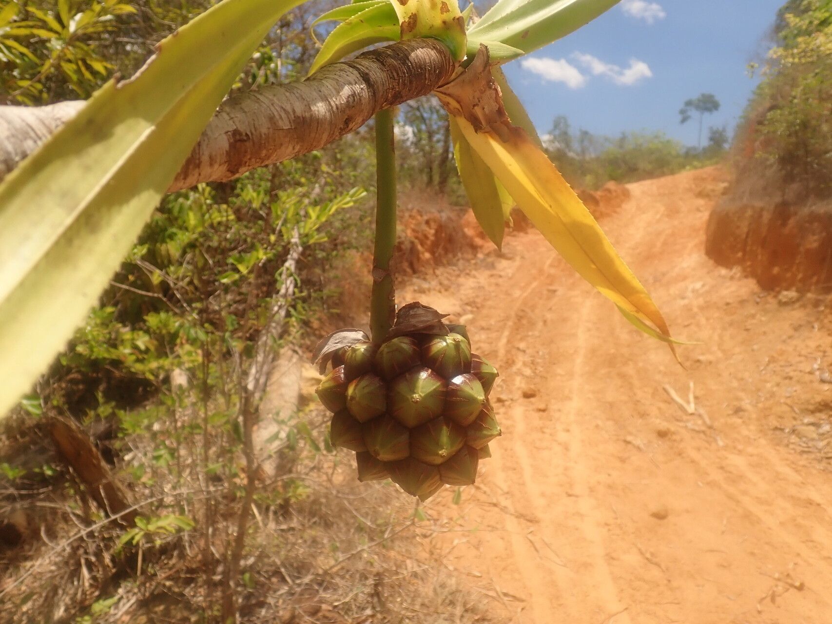 Pandanus boivinii fruit