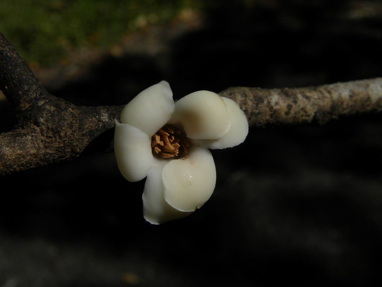 Diospyros borbonica flower