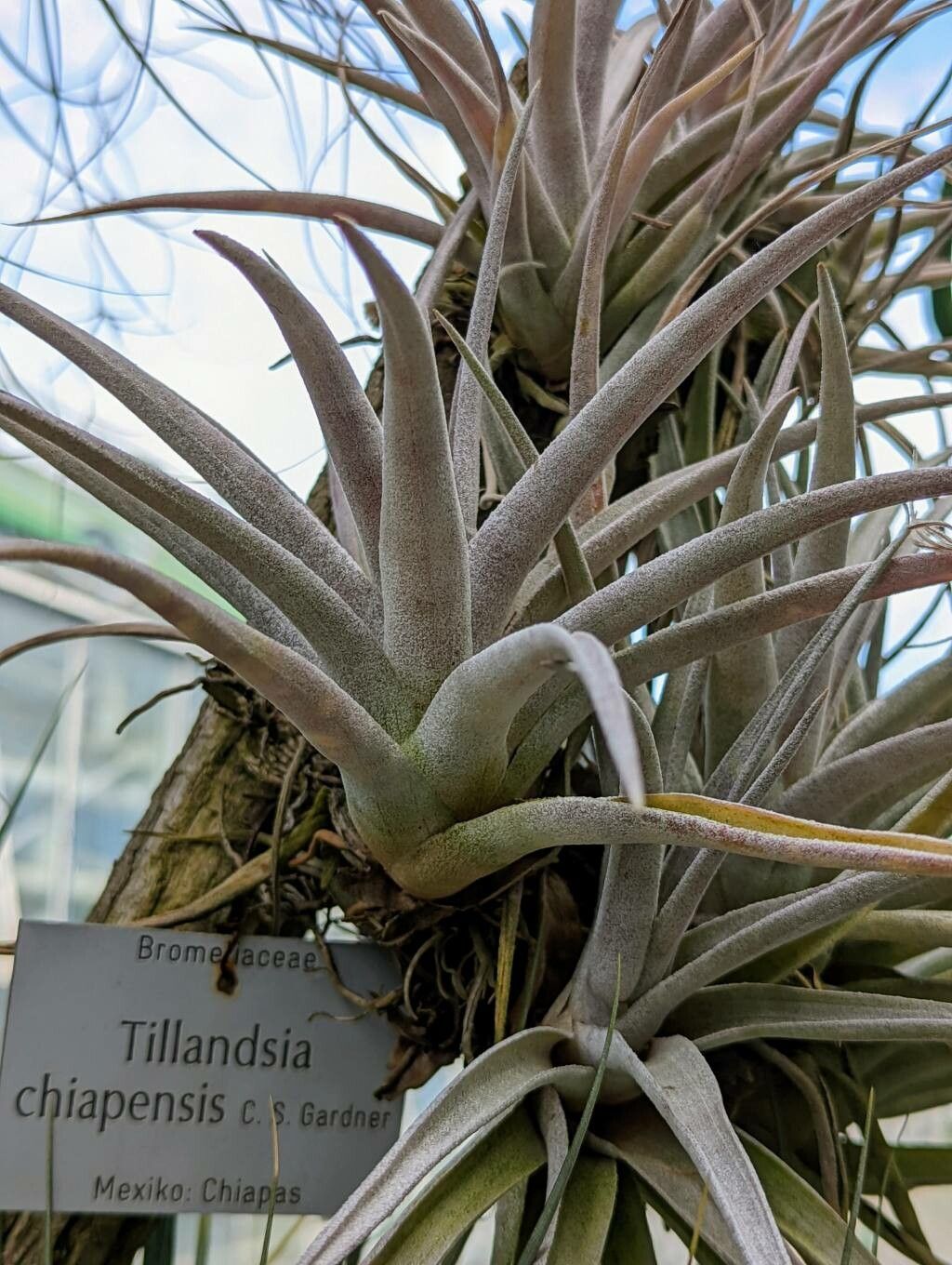 Tillandsia chiapensis — houseplant care guide