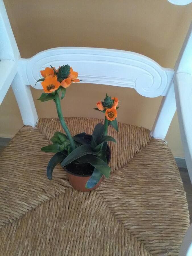 Ornithogalum dubium bark