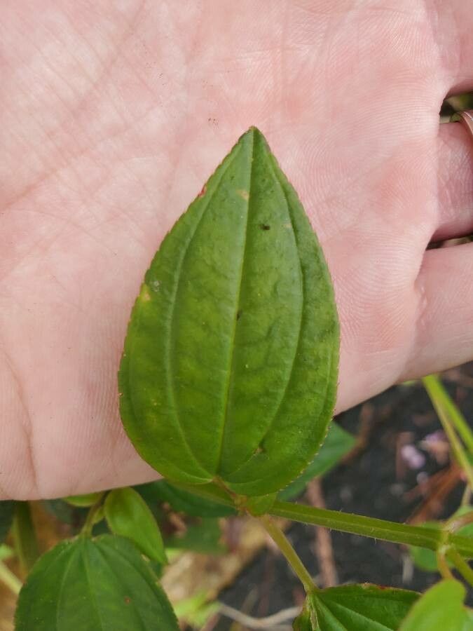 Arthrostemma ciliatum — houseplant care guide