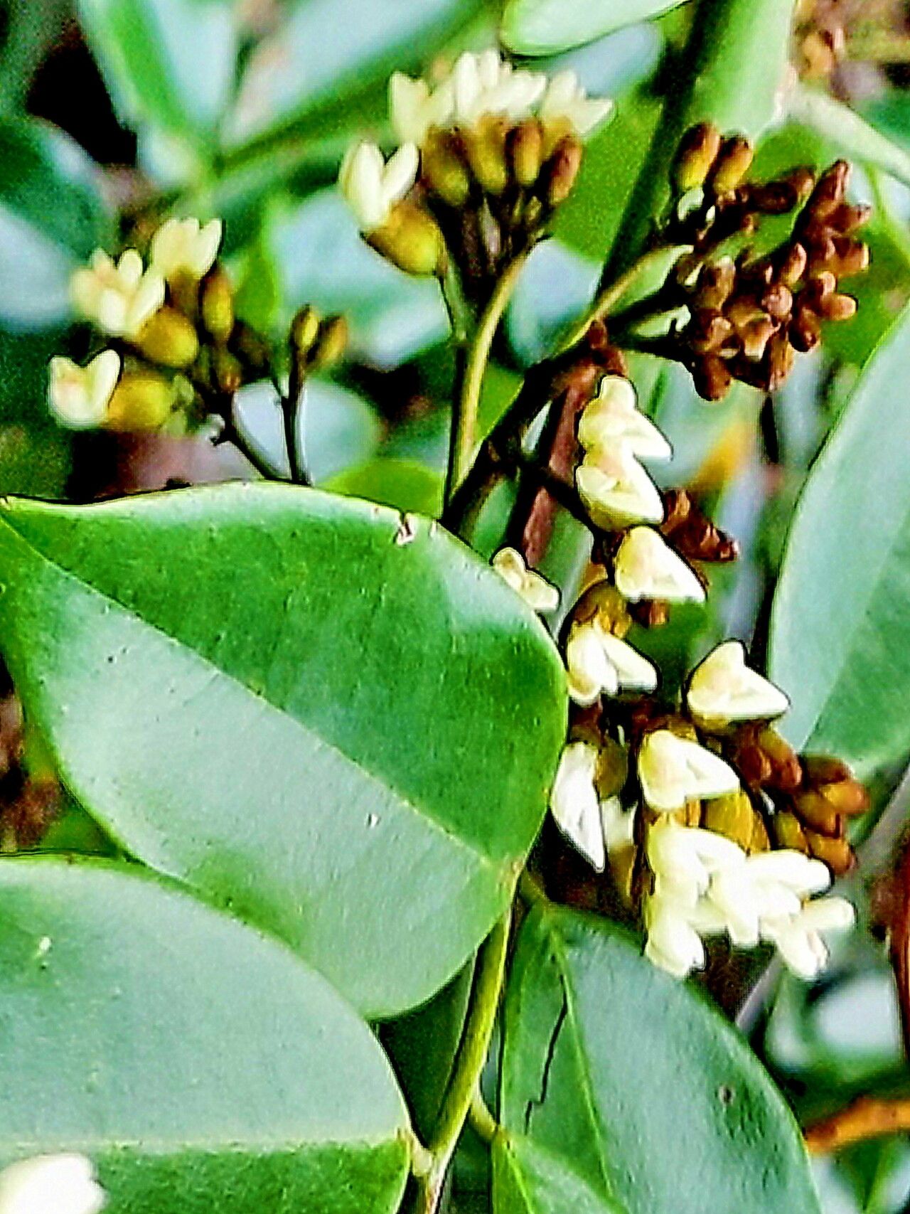 Dalbergia benthamii — houseplant care guide