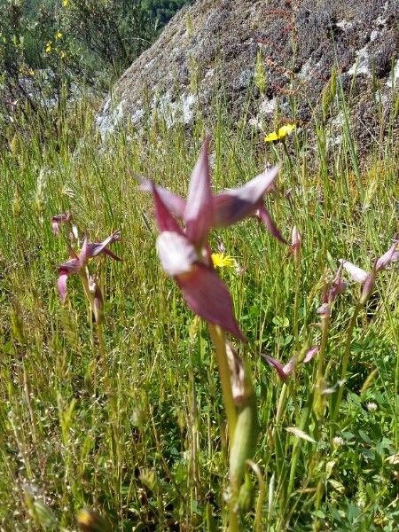 Serapias × todaroi flower