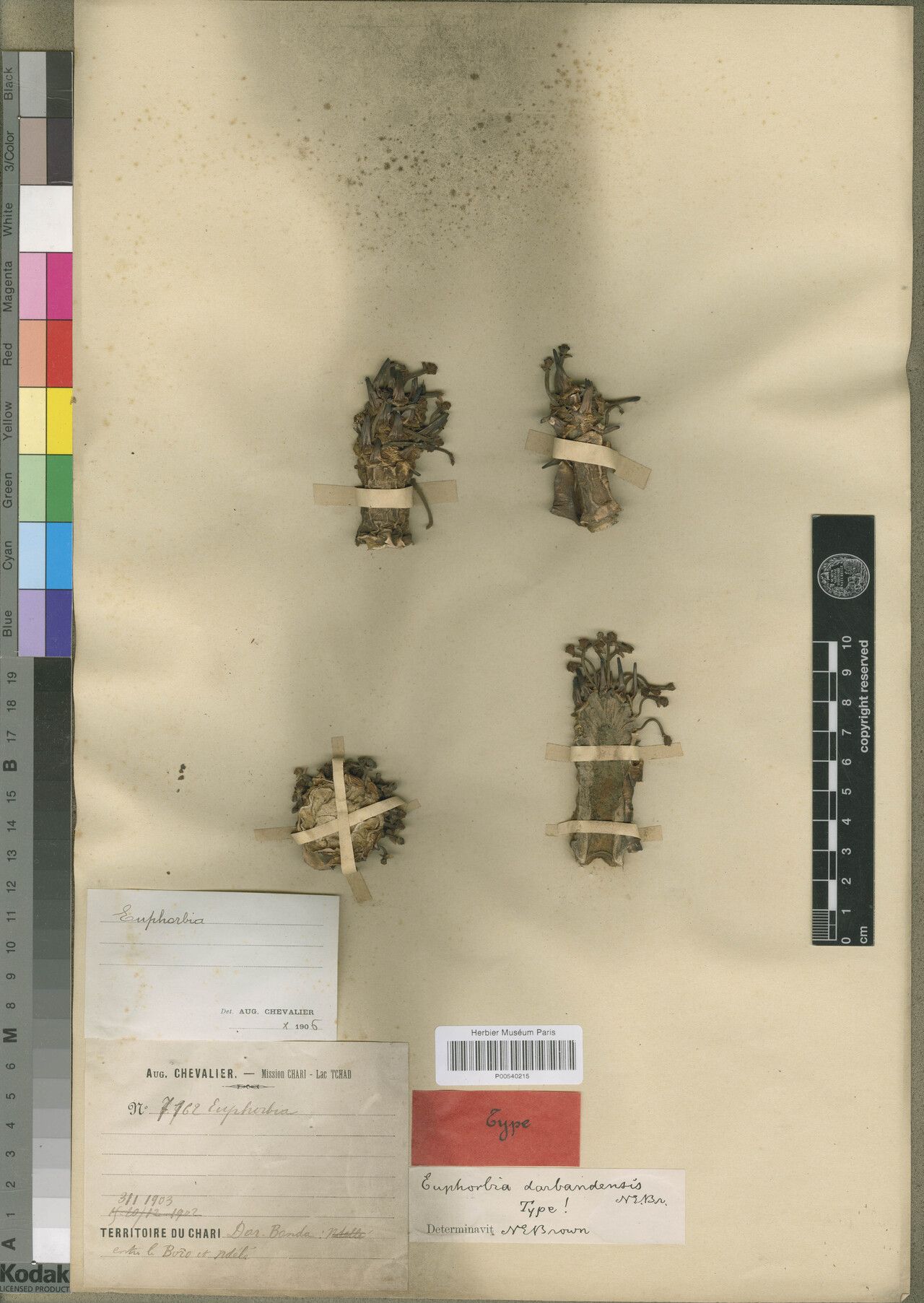 Euphorbia darbandensis — houseplant care guide