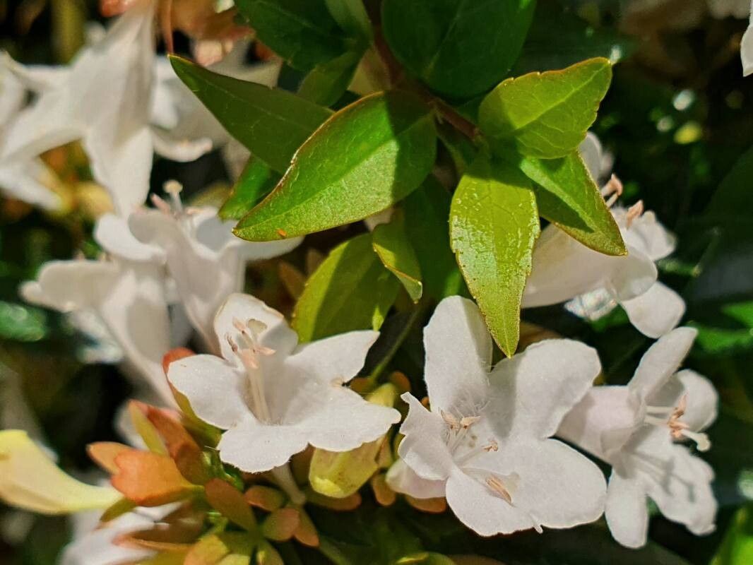 Vesalea grandifolia leaf