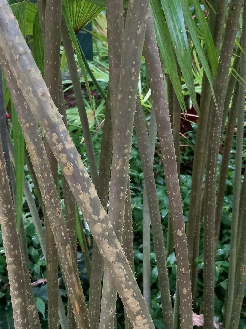 Pandanus pristis bark