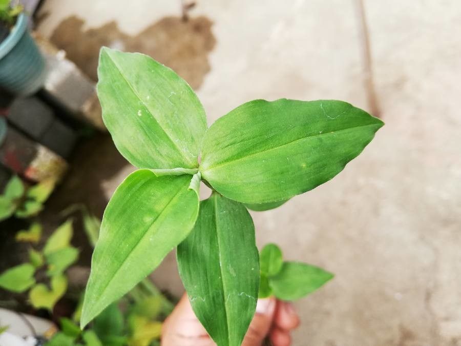 Commelina forskaolii — search result for 'Commelina'