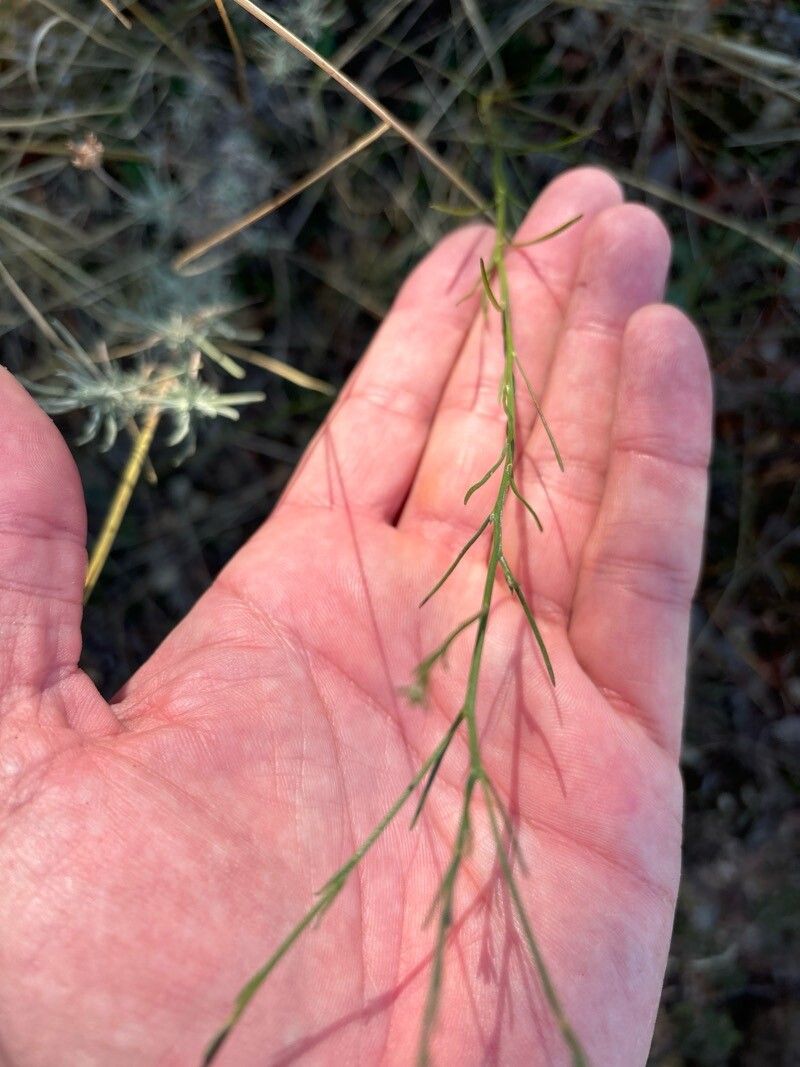 Galatella aragonensis leaf