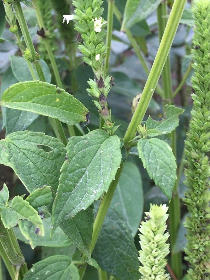 Agastache nepetoides leaf