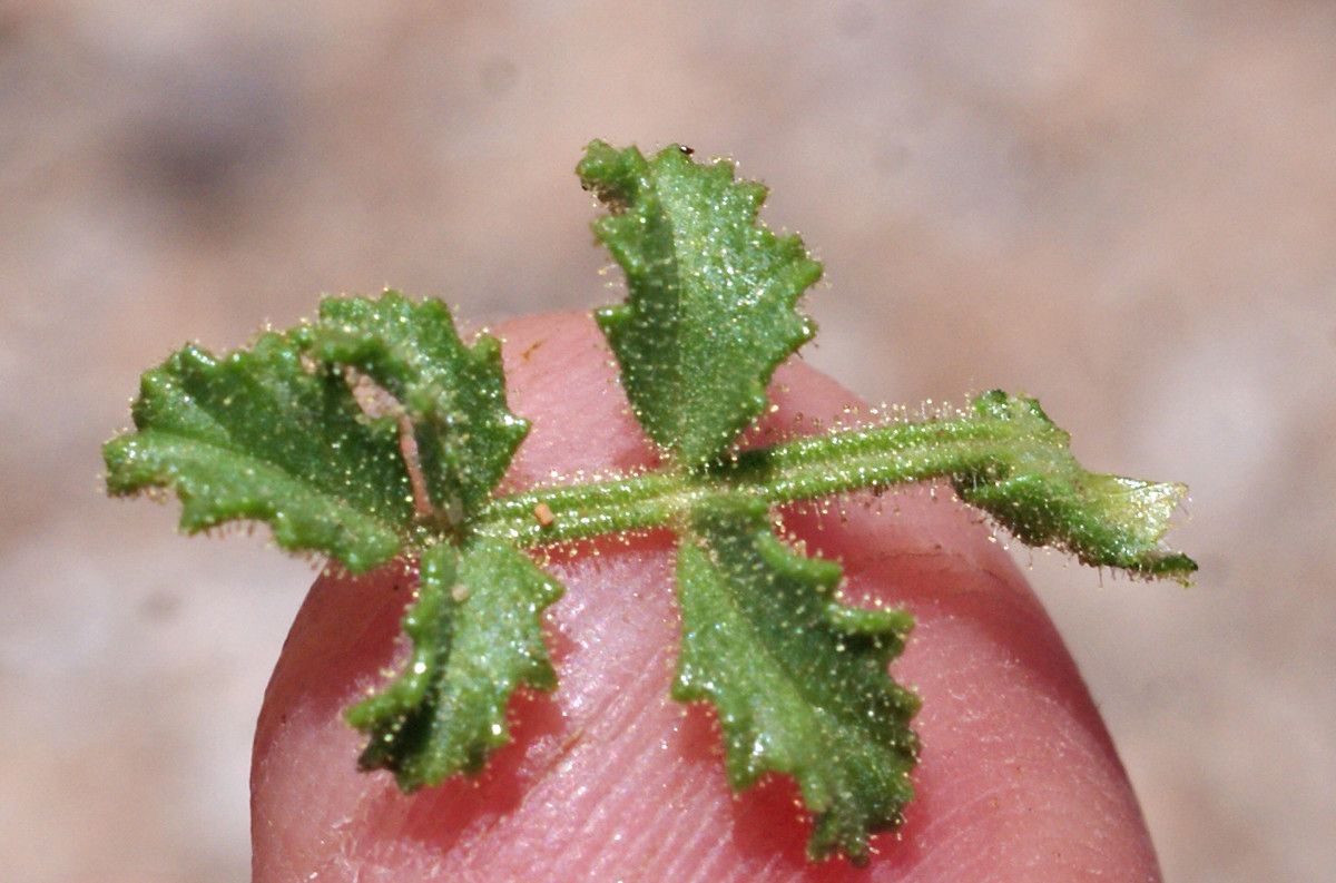 Ononis crispa — houseplant care guide