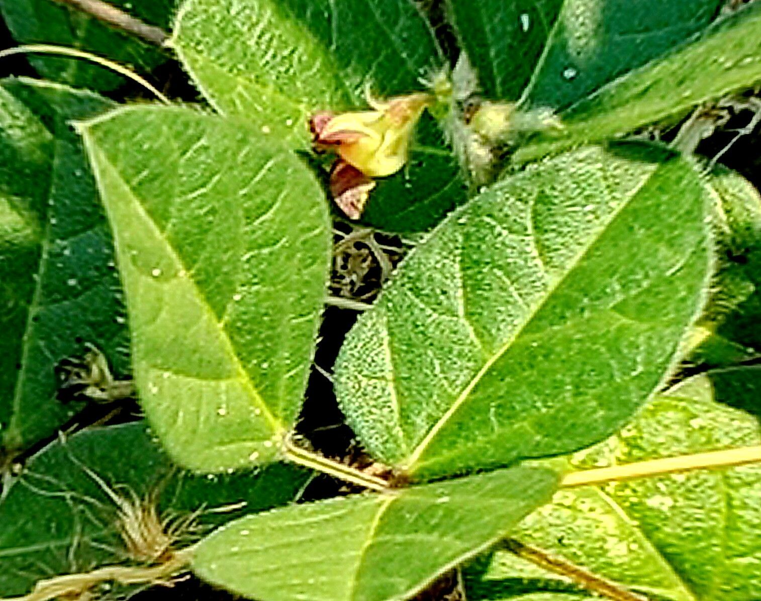 Macroptilium gibbosifolium — related species from the same genus