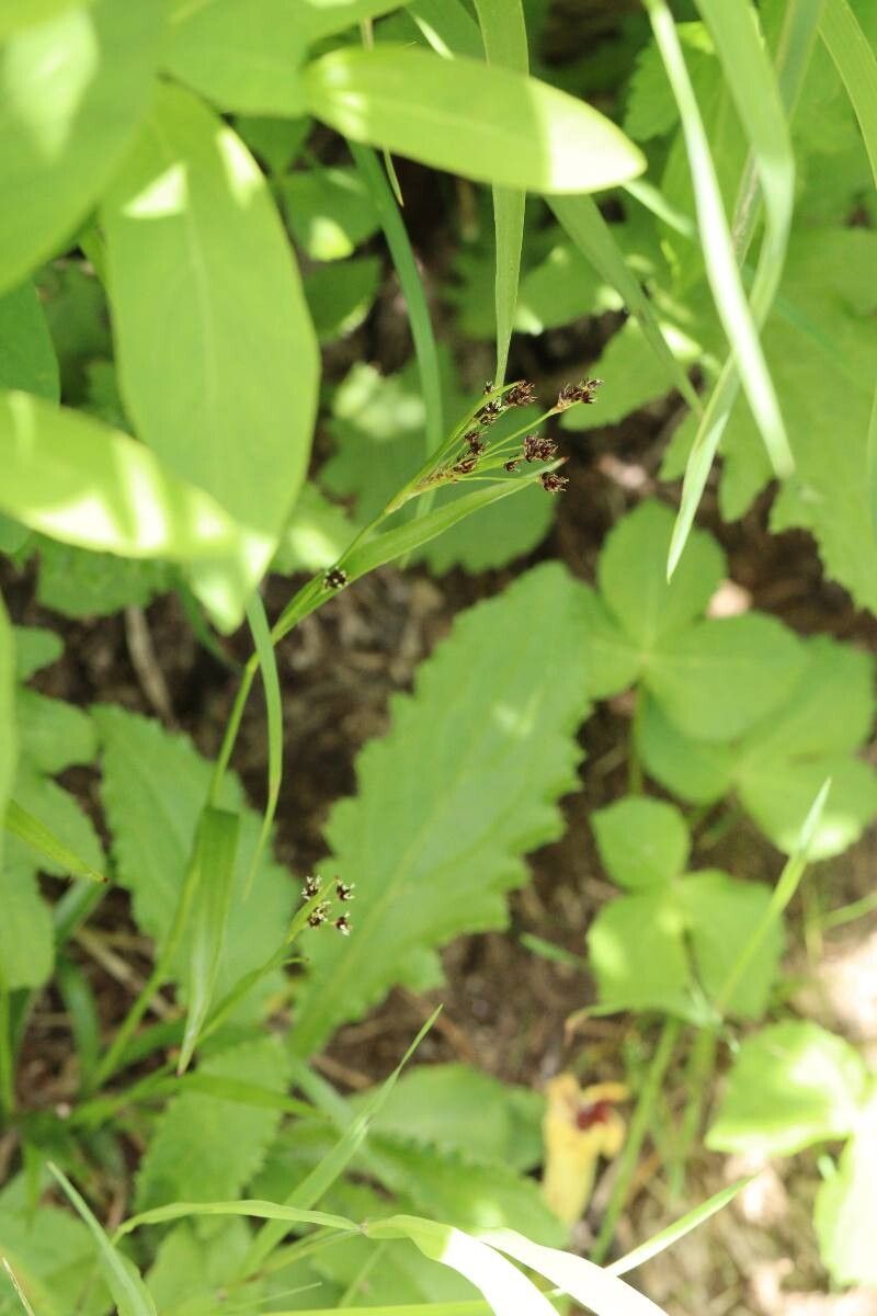 Luzula oligantha — houseplant care guide