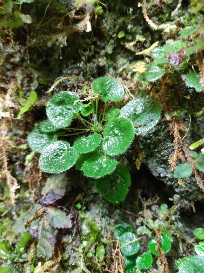 Peperomia trichomanoides — houseplant care guide