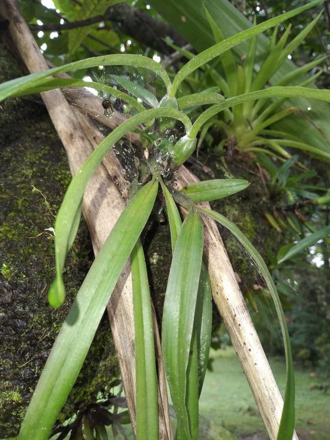 Maxillaria brachybulbon leaf