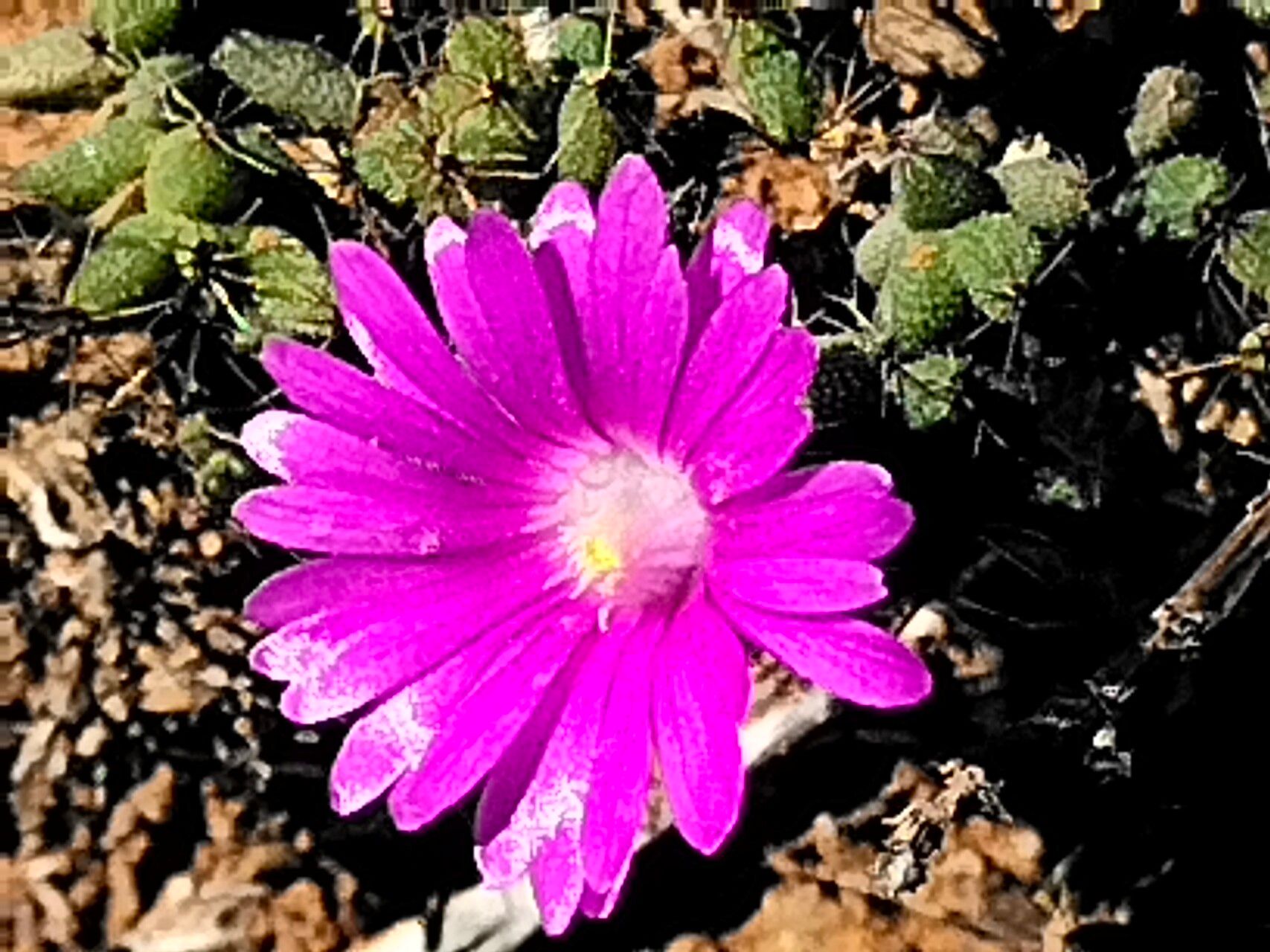 Trichodiadema intonsum flower