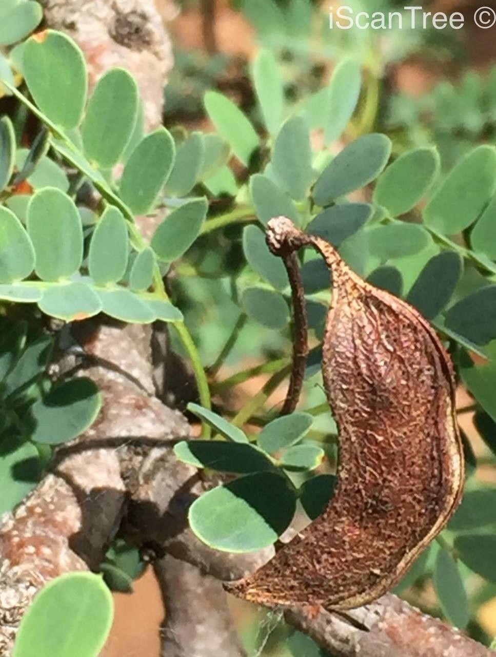 Vachellia permixta fruit