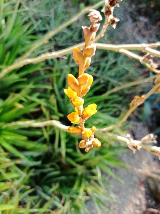 Dyckia niederleinii flower